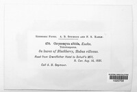 Kuehneola uredinis image